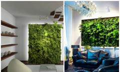 Живая стена – вертикальное озеленение в интерьере Как сделать стену из растений в квартире