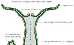 Тип кишечнополостные О фауне гидр России и Украины